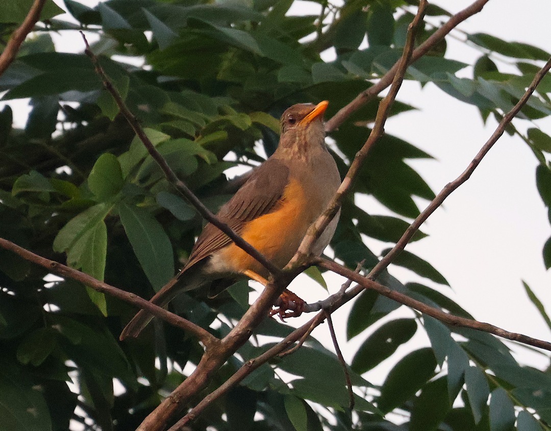 African thrush